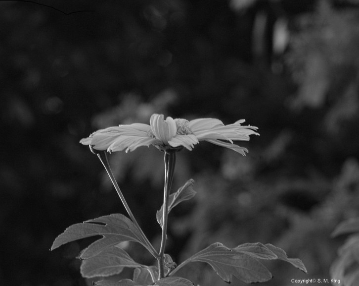 Jerusalem Artichoke B&W