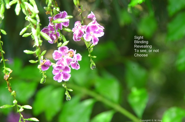 OM RS CR SIGHT DSC_3632