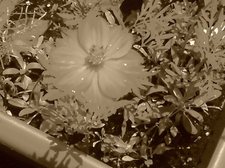 Razr Lum-Noise 7.17.14 004